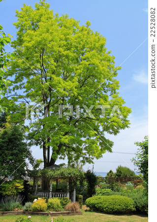 Garden with gazebo 22528082