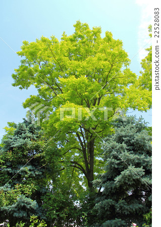 Golden Acacia Golden Acacia 22528083