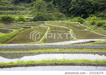 Paddy field Paddy field 22528274