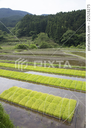 Paddy field 22528275