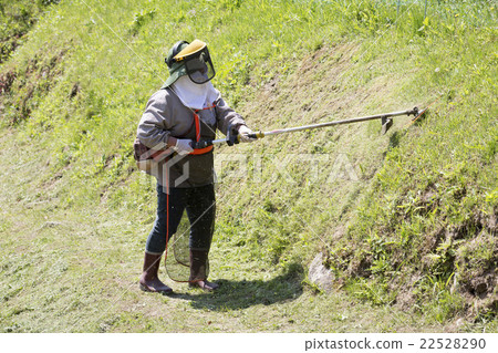 My older sister who is doing mowing work My older sister who is doing mowing work 22528290