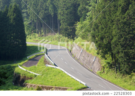 Cedar forest and road 22528303