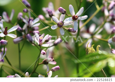 Natural plant Sendan, I attach a lot of clean light flowers of light purple in the early summer, but it is a big tree so I can not see it at close range ① 22528815