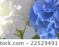 White and blue morning glory 22529491