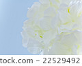 Blue sky morning glory 22529492
