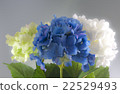 White, blue, yellow hydrangea 22529493