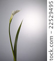 Color  22529495