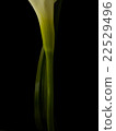 Color  22529496