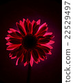 Flowers bathed in backlight 22529497
