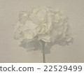 Hydrangea 22529499