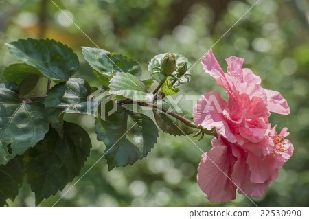 hibiscus hibiscus 22530990