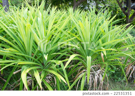 Pandan Leaves , Thai Herb 22531351