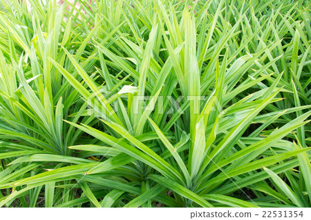 Pandan Leaves , Thai Herb Pandan Leaves , Thai Herb 22531354