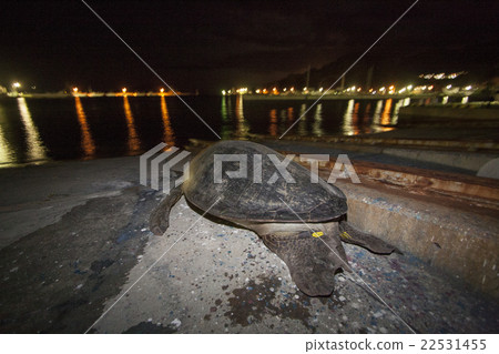 Sea turtle that went up to the port by mistake as a sand beach Sea turtle that went up to the port by mistake as a sand beach 22531455