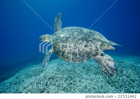 Green turtle which swims the Ogasawara coral reef 22531462