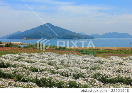 Flower Park Urashima 22531948