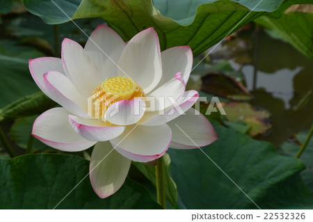 Lotus 22532326