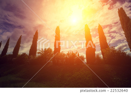 Cypress valley at sunset, Tuscany, Italy Cypress valley at sunset, Tuscany, Italy 22532640