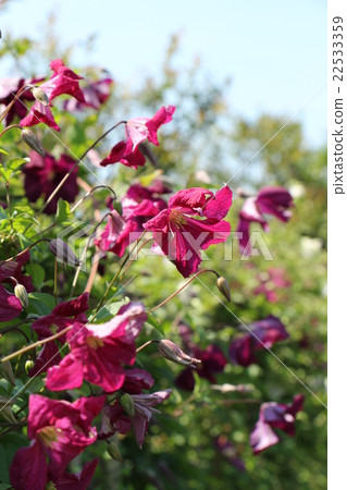 Clematis avant dance (Witichella series) 22533359