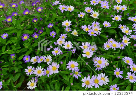 Miyako Washer Flower 22533574