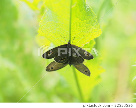 Mating of Ulanami janome Mating of Ulanami janome 22533586