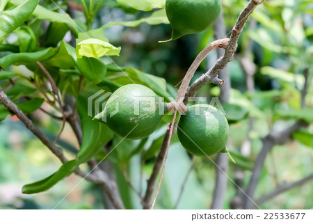 Fruit of macadamia nuts Fruit of macadamia nuts 22533677