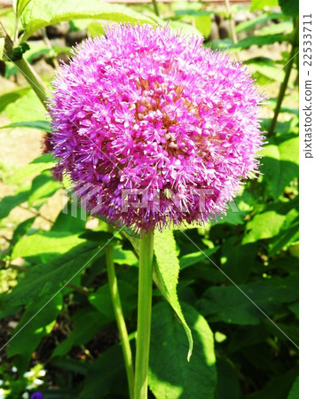 一種名叫allium Gigantium的紫色球狀花 它似乎是別名的花香 因為它類似於蔥 照片素材 圖片 圖庫