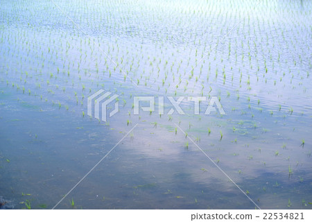 Clouds in rice fields after rice planting Late May 22534821