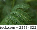 Shizurumi rain rain rainy season green leaves 22534822