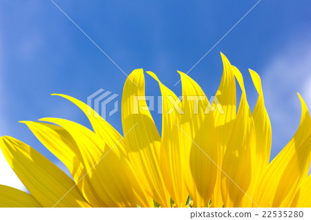 beautiful sunflower petals and bright blue sky 22535280