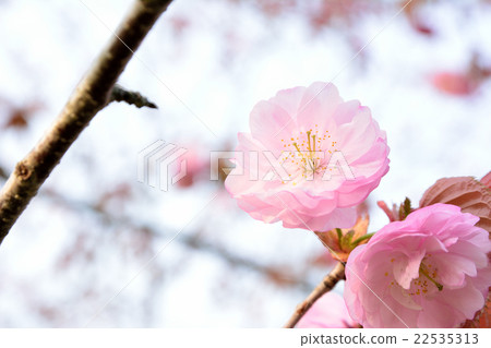 Kushiroya Kushiroya 22535313