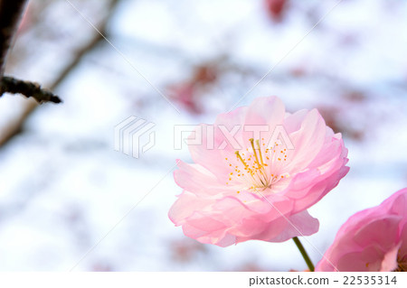 Kushiroya Kushiroya 22535314