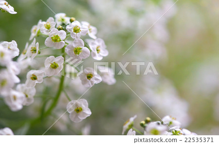 Little white Lobularia Maritima flowers 22535371