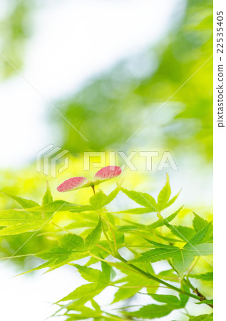 Blue Maple species Blue Maple species 22535405