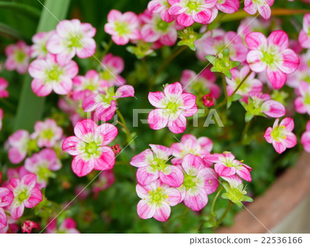 Spider musk Spider musk 22536166