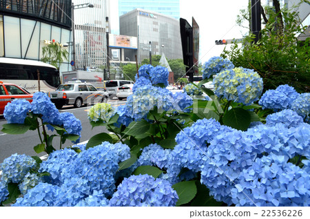 Hydrangea of Ginza 22536226