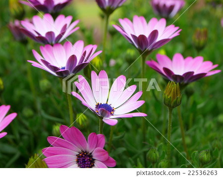 Dimorphoseca 22536263