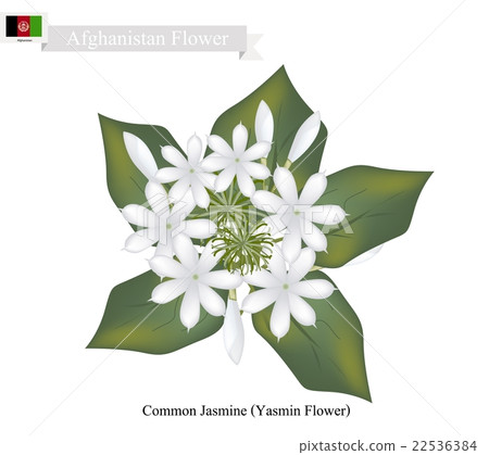 Common Jasmine, The National Flower of Afghanistan 22536384