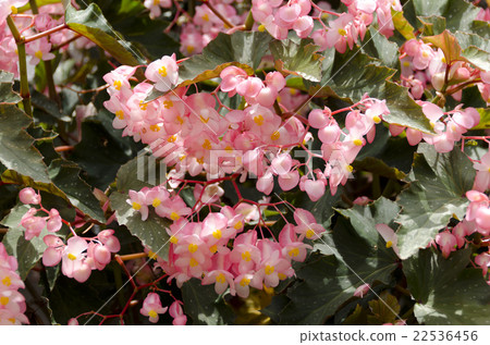 Trees Begonia 22536456