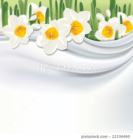 Narcissus flower on white silk, fabric background. 22536460