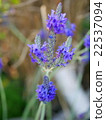 蕾絲薰衣草 22537094