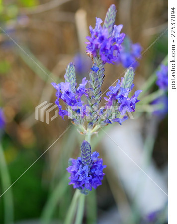 蕾絲薰衣草 蕾絲薰衣草 22537094