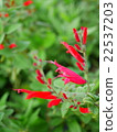 菠蘿鼠尾草 22537203