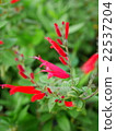 菠蘿鼠尾草 22537204
