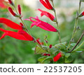 菠蘿鼠尾草 22537205