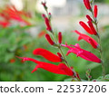 菠蘿鼠尾草 22537206