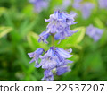 Hyacinthoides Excelsa 22537207