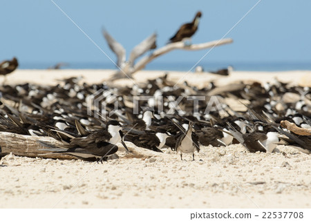 Australia Cairns Mikomasukayi 22537708