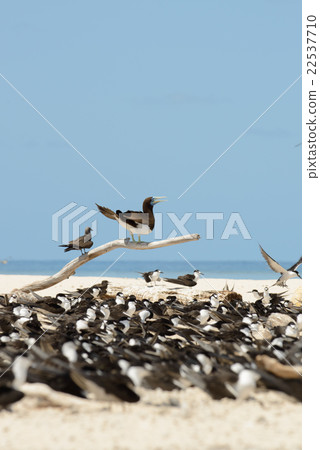 澳大利亞凱恩斯Mikomasukayi 22537710