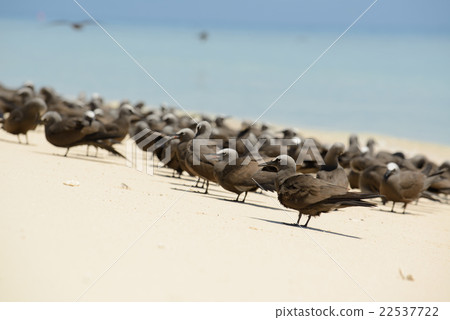 Australia Cairns koma comet 22537722